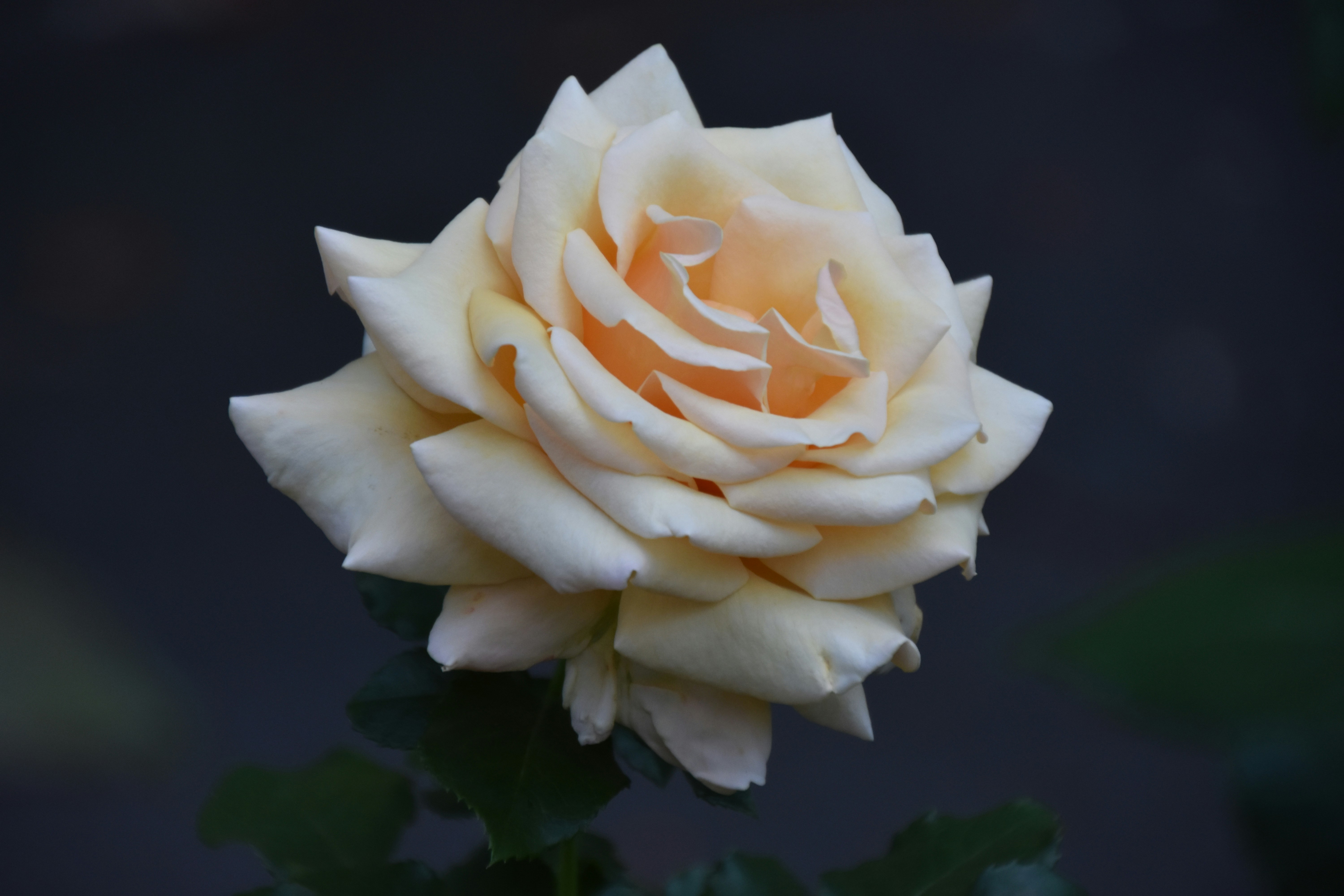 A beautiful soft peach single rose (Close up shot) with a very dark background